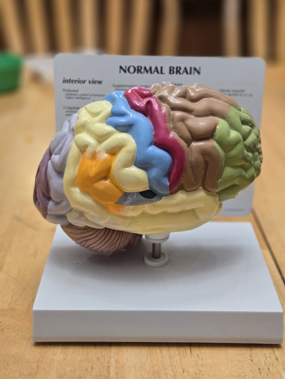 Educational Brain Model - Multicolor